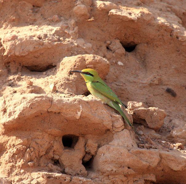 ABEJARUCO VERDE-MEROPS ORIENTALIS-LITTLE GREEN BEE-EATER