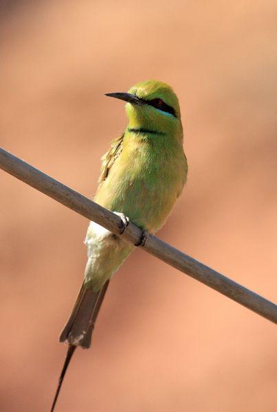 ABEJARUCO VERDE-MEROPS ORIENTALIS-LITTLE GREEN BEE-EATER
