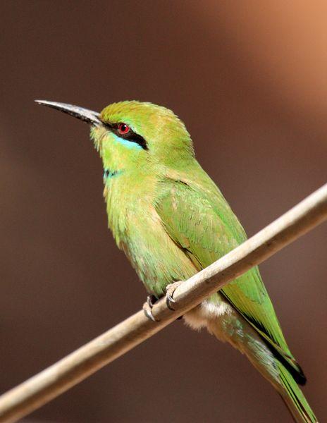 ABEJARUCO VERDE-MEROPS ORIENTALIS-LITTLE GREEN BEE-EATER