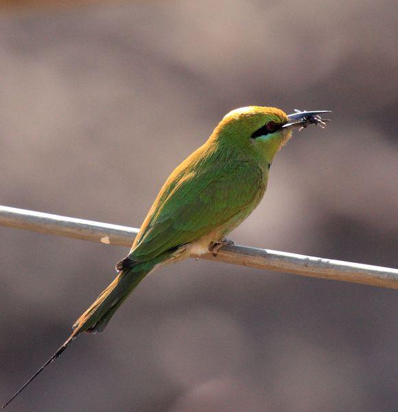 ABEJARUCO VERDE-MEROPS ORIENTALIS-LITTLE GREEN BEE-EATER