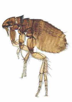 España y su plaga de 