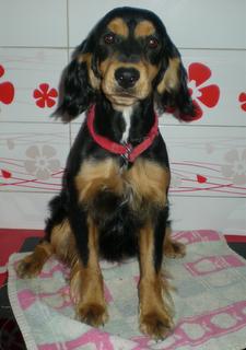 PLUTO EN ADOPCION