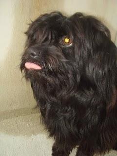 GRIFON ZAZU EN ADOPCION