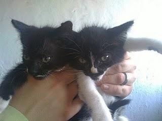 2 GATITAS EN ADOPCIÓN