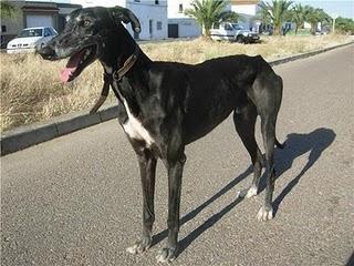 Galgo abandonado en un pubelo de Badajoz