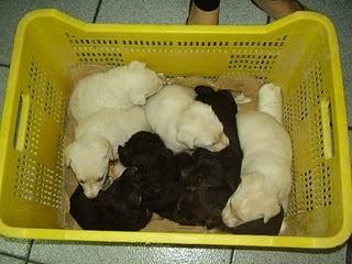 CAMADA 8 CACHORROS EN ADOPCION