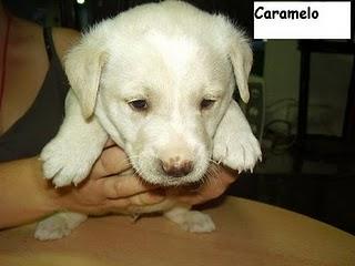 CAMADA 8 CACHORROS EN ADOPCION