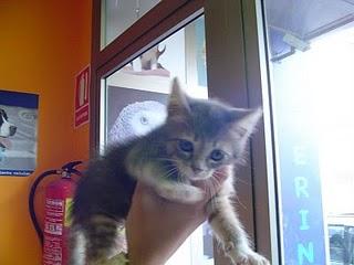 PAREJITA EN ADOPCION LUCAS Y LISY