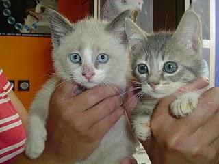 PAREJITA EN ADOPCION LUCAS Y LISY