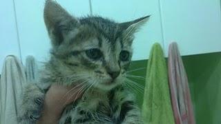 TRES HEMBRITAS URGE SU ADOPCION