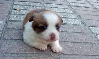 URGENTE 2 Peluches necesitan se adoptados YA