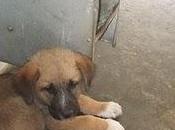 Buba, cruce mastín