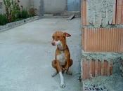 Historias adoptados. Milo