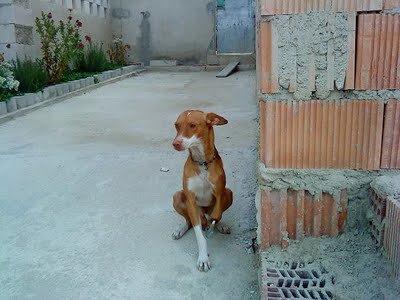 Historias de adoptados. Milo