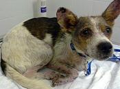 Benja, quiere rendirse