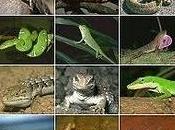 Reptilarium exótico