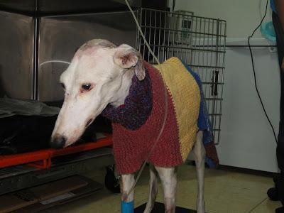 Lena a 3 días de su rescate sigue viva.