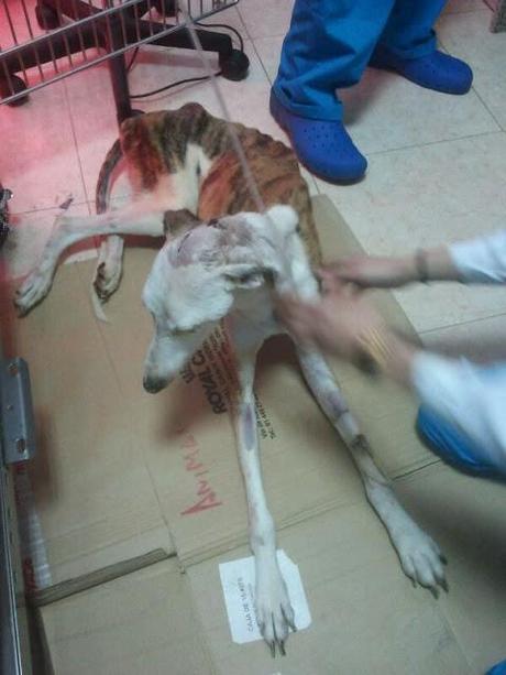 Lena a 3 días de su rescate sigue viva.