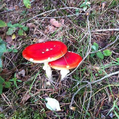 ¡Los Gnomos existen! ¡Los Gnomos existen!