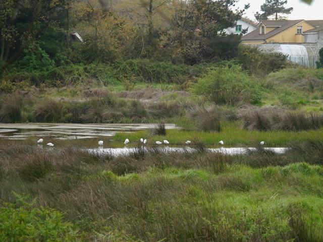 Las garcetas se demoran