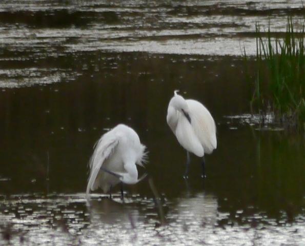 Las garcetas se demoran