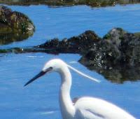 Las garcetas se demoran