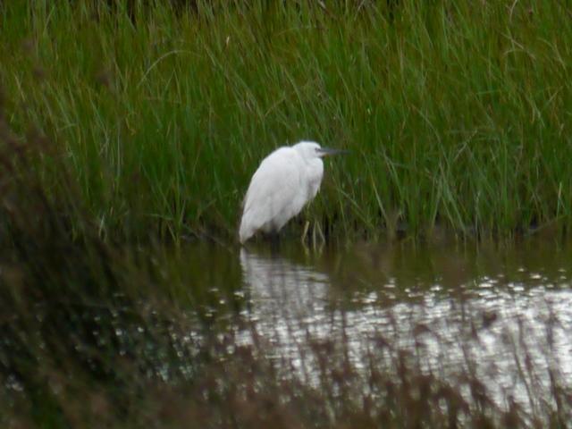 Las garcetas se demoran