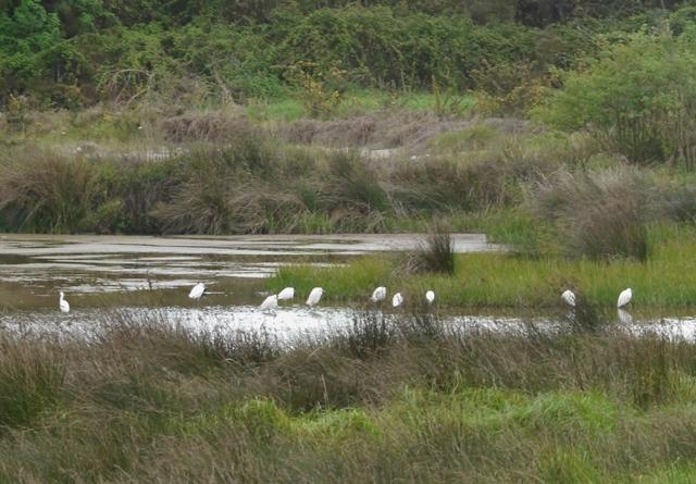 Las garcetas se demoran