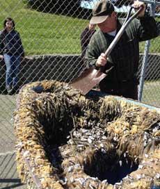 percebes en el bote del tsunami de Japón varado en California percebes en el bote del tsunami de Japón varado en California