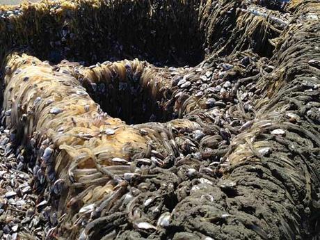 percebes en el bote del tsunami de Japón varado en California percebes en el bote del tsunami de Japón varado en California
