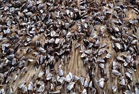 percebes en el bote del tsunami de Japón varado en California percebes en el bote del tsunami de Japón varado en California