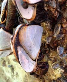 percebes en el bote del tsunami de Japón varado en California percebes en el bote del tsunami de Japón varado en California