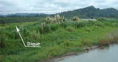 En Costa Rica demandan a Chiquita Brands por amenazas a la vida y daño ambiental