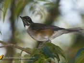 Zorzal collar blanco (White-necked Thrush)