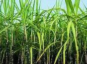 Biotecnología ecológica