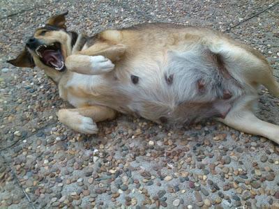 URGENTE ACOGIDA O ADOPCIÓN, MAGUI, A PUNTO DE PARIR.