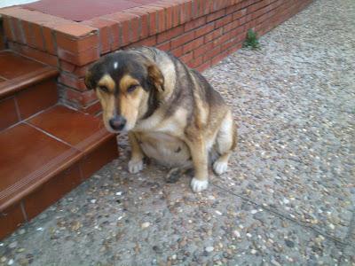 URGENTE ACOGIDA O ADOPCIÓN, MAGUI, A PUNTO DE PARIR.