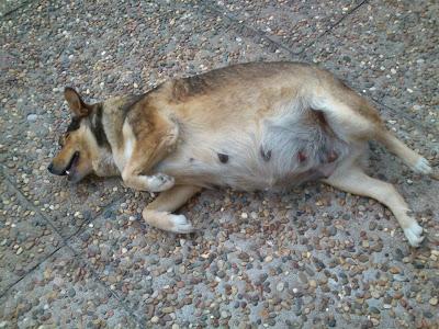 URGENTE ACOGIDA O ADOPCIÓN, MAGUI, A PUNTO DE PARIR.