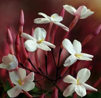 WILDFOX VERANO 2013 “HELLO SAILOR”