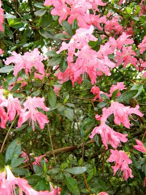 ¡Adoriamo L'Italia! (Parte I)