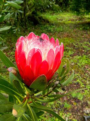 ¡Adoriamo L'Italia! (Parte I)