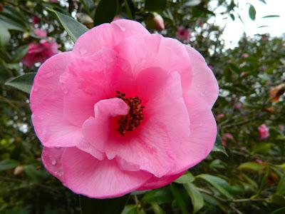 ¡Adoriamo L'Italia! (Parte I)