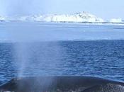 ballenas Groenlandia sobrevivieron cambio climático Pleistoceno