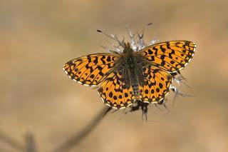 Para ampliar Boloria (Clossiana) dia (Linnaeus, 1767) Perlada violeta hacer clic