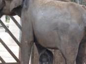 leyenda Elefante. Joyería Online