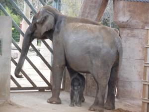 Bebé elefante africano