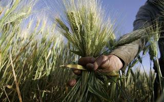 Cambio Climático Traerá Riesgo Alimentario y Enfermedades