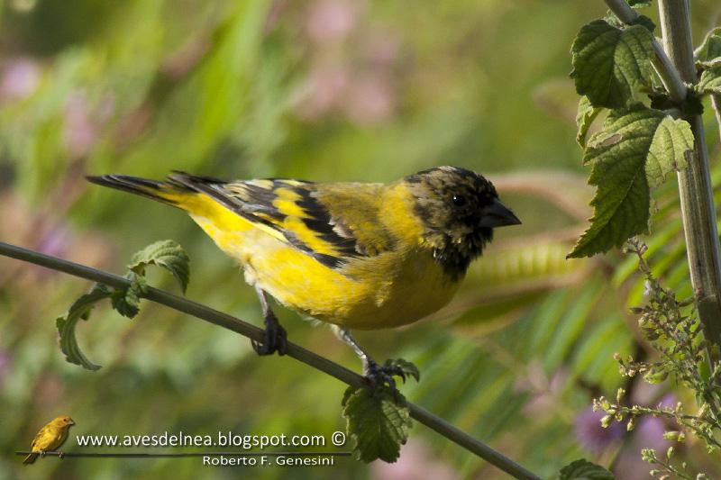 Cabecitanegra común (Hooded Siskin)