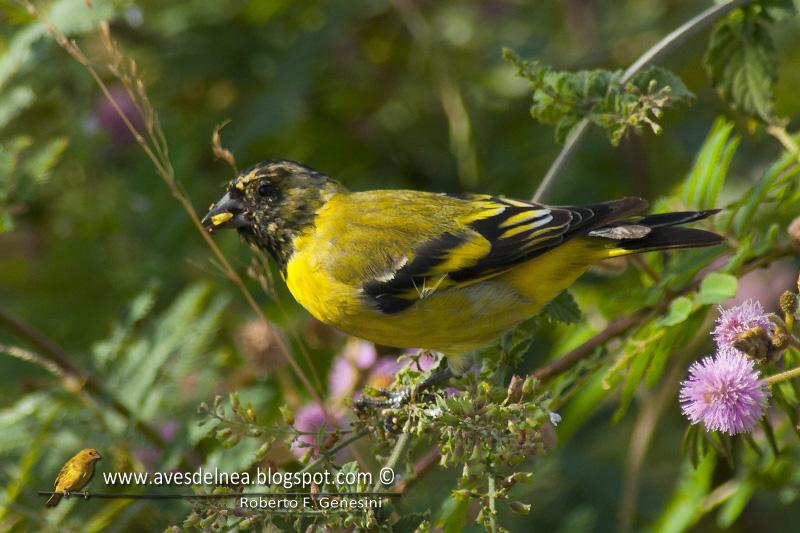 Cabecitanegra común (Hooded Siskin)