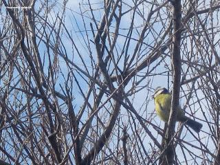 Cómo identificar a un herrerillo (Parus caeruleus).